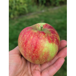 Apfelmus (mit Zucker)