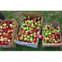 Apfelmus (mit Zucker)