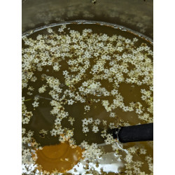 Holunderblüten-Sirup