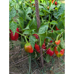 Chilipaste